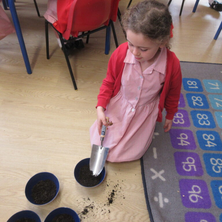 Girl in red cardigan and checkered dress planting soil into small blue pots in a classroom, on a colorful number rug.