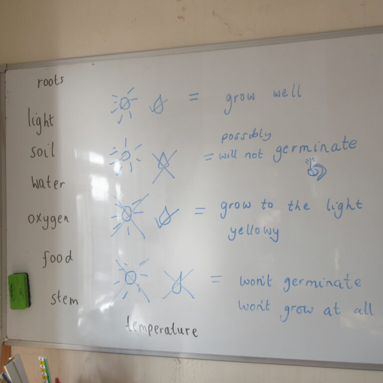 Whiteboard showing a plant growth diagram with labels: roots, light, soil, water, oxygen, food, stem, temperature; blue drawings of sun and arrows.