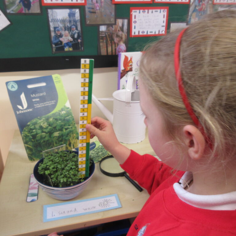 Child in a red shirt uses a yellow-and-white measuring stick to measure a small potted plant on a classroom desk.